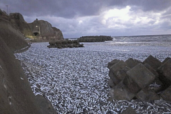 Thousands of tons of dead sardines wash ashore in Japan