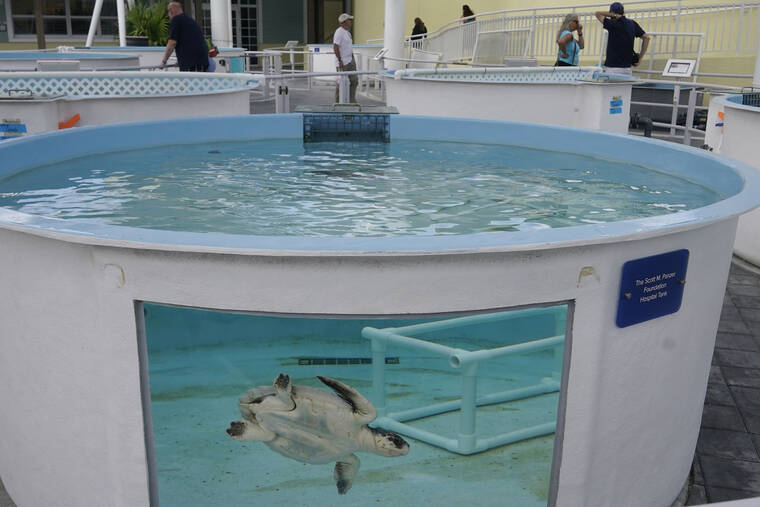 ASSOCIATED PRESS
                                “Frosty,” a Kemp’s Ridley sea turtle, swims in a tank at the Loggerhead Marinelife Center today in Juno Beach, Fla. Frosty is one of 13 turtles that have been given holiday-themed names while being treated at the center. Other names include Dreidel, Grinch and Elf. The turtles were flown from Massachusetts after suffering from a condition known as cold stun which makes them hypothermic.