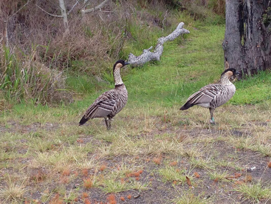 Health Department detects H5 avian flu in Hilo