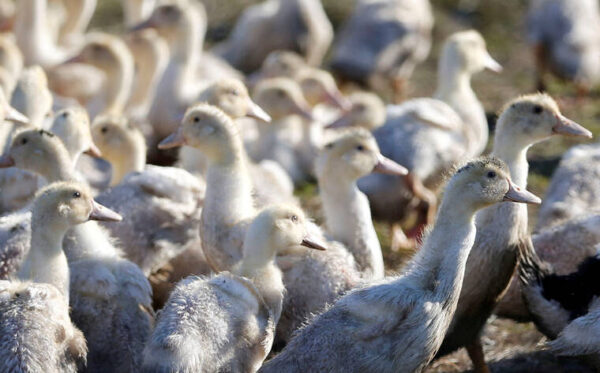 WHO calls for stronger surveillance of bird flu among animals