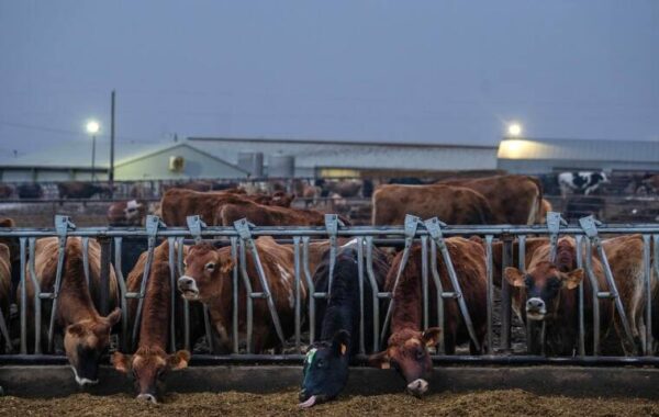 U.S. milk supply to be tested for bird flu virus