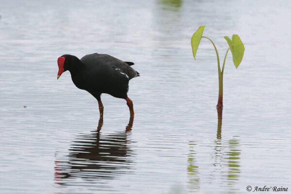 Conservation groups voice concern for native birds with H5N1 on Oahu