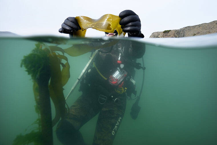 ASSOCIATED PRESS / SEPT. 29
                                Scientific diver Morgan Murphy-Cannella holds bull kelp with a dark patch of reproductive spores as she surveys a reforestation project, Friday, Sept. 29, near Caspar, Calif. Kelp forests play an integral role in the health of the world’s oceans, one of the issues being discussed at the United Nations climate summit in Dubai.