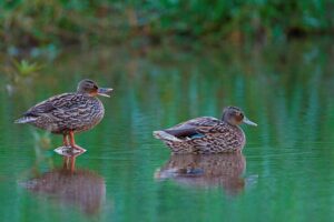 State calls for pause on interisland movement of birds due to avian flu